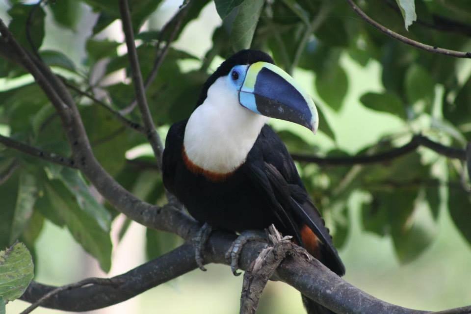Jacamar Lodge Expeditions Икитос Экстерьер фото