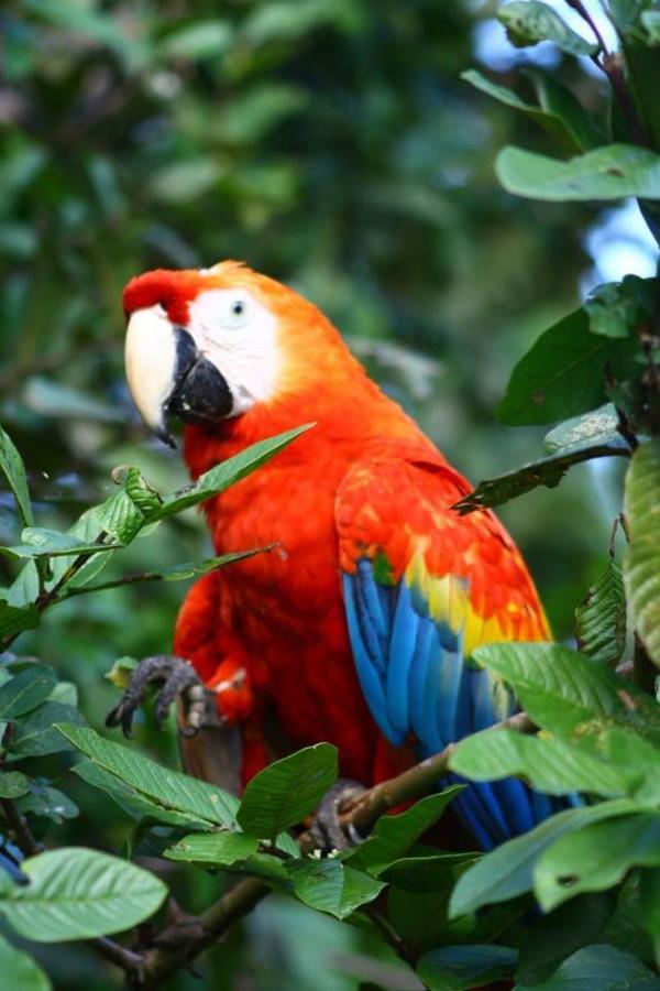 Jacamar Lodge Expeditions Икитос Экстерьер фото