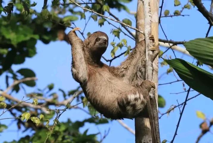 Jacamar Lodge Expeditions Икитос Экстерьер фото